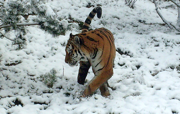 Sibirischer Tigerkater Wassja im Zoologischen Garten Wuppertal im November 2008