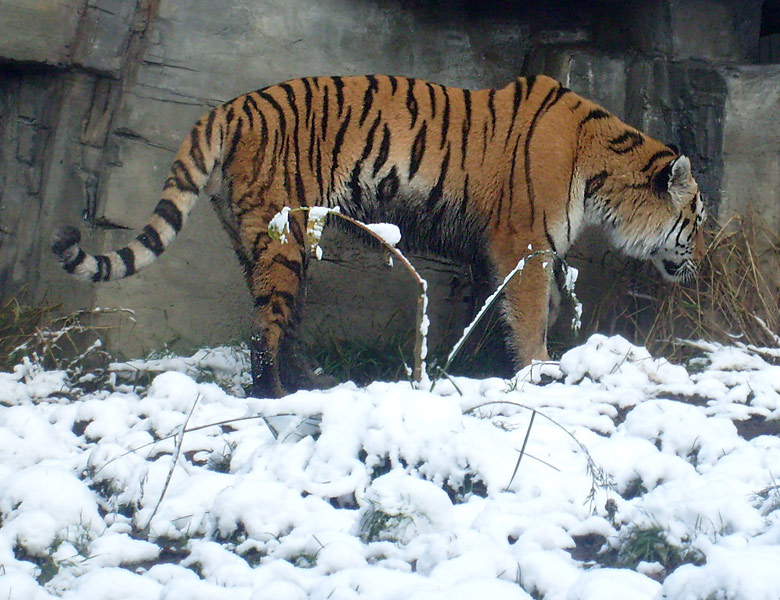 Sibirischer Tigerkater Wassja im Wuppertaler Zoo im November 2008