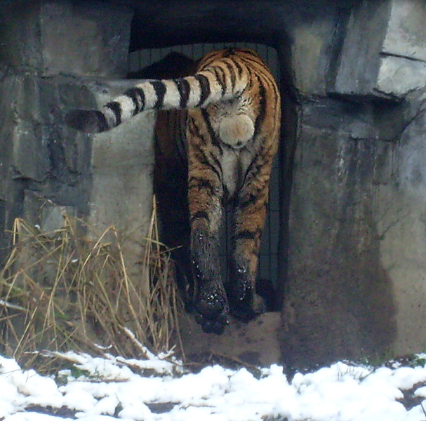 Sibirischer Tigerkater Wassja im Zoo Wuppertal im November 2008