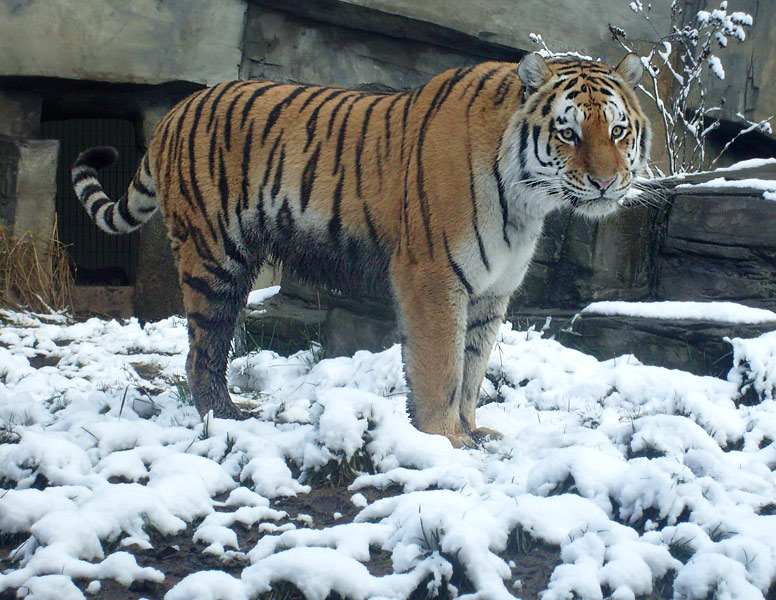 Sibirischer Tigerkater Wassja im Wuppertaler Zoo im November 2008