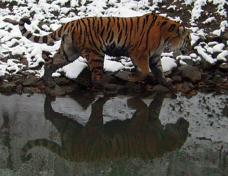 Sibirischer Tigerkater Wassja im Zoo Wuppertal im November 2008