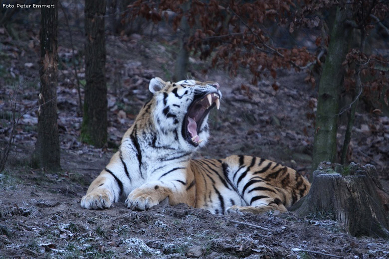 Sibirischer Tigerkater Wassja im Zoo Wuppertal im Dezember 2008 (Foto Peter Emmert)