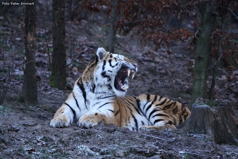 Sibirischer Tigerkater Wassja im Zoologischen Garten Wuppertal im Dezember 2008 (Foto Peter Emmert)