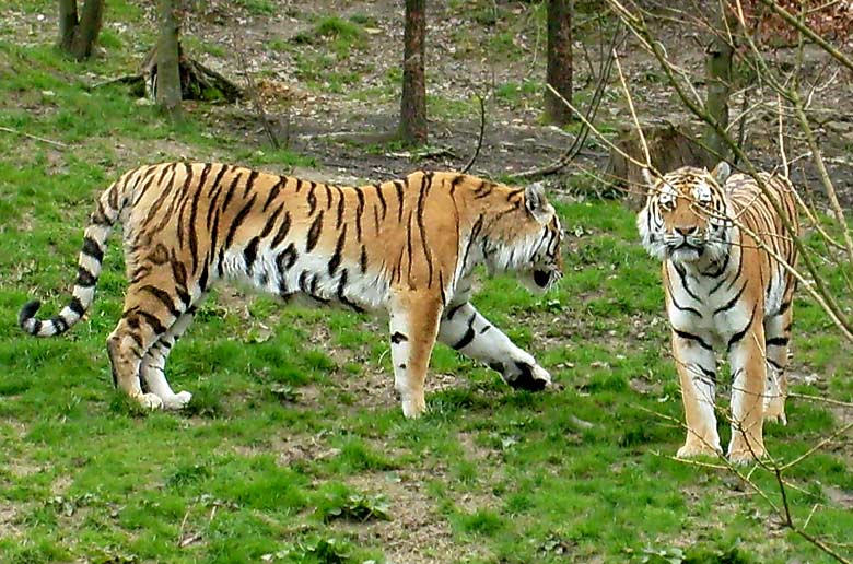 Zwei Sibirische Tiger im Wuppertaler Zoo im April 2008