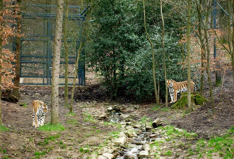 Zwei Sibirische Tiger im Zoo Wuppertal im April 2008