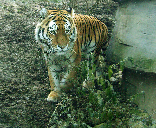 Sibirischer Tiger im Wuppertaler Zoo im Dezember 2008