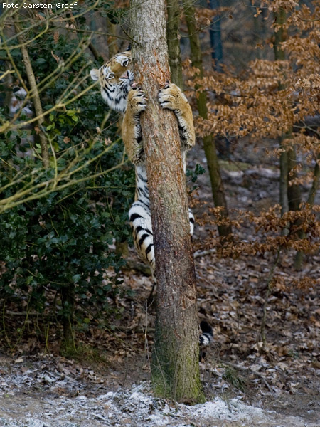 Sibirischer Tiger im Zoo Wuppertal im Dezember 2008 (Foto Carsten Graef)