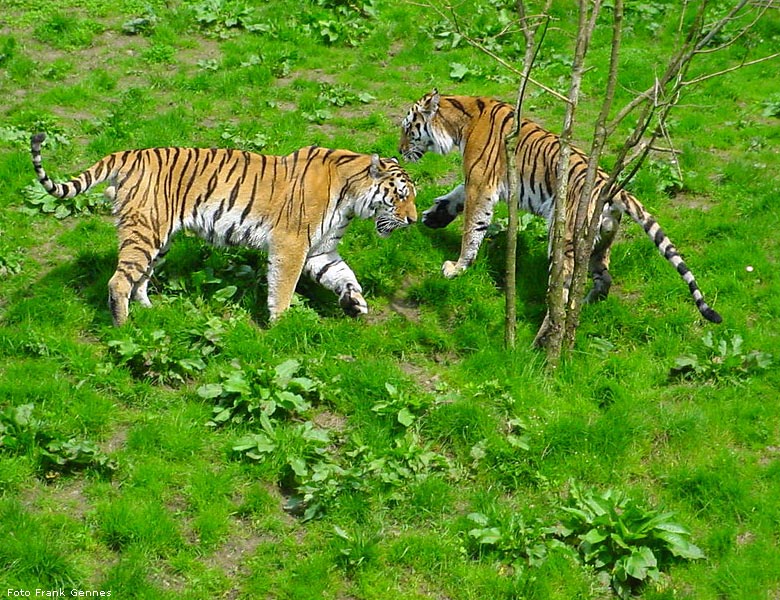 Zwei Sibirische Tiger im Zoo Wuppertal im Mai 2008 (Foto Frank Gennes)