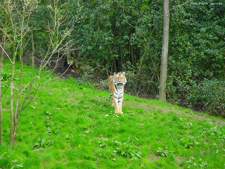 Sibirischer Tiger im Wuppertaler Zoo im Mai 2008 (Foto Frank Gennes)