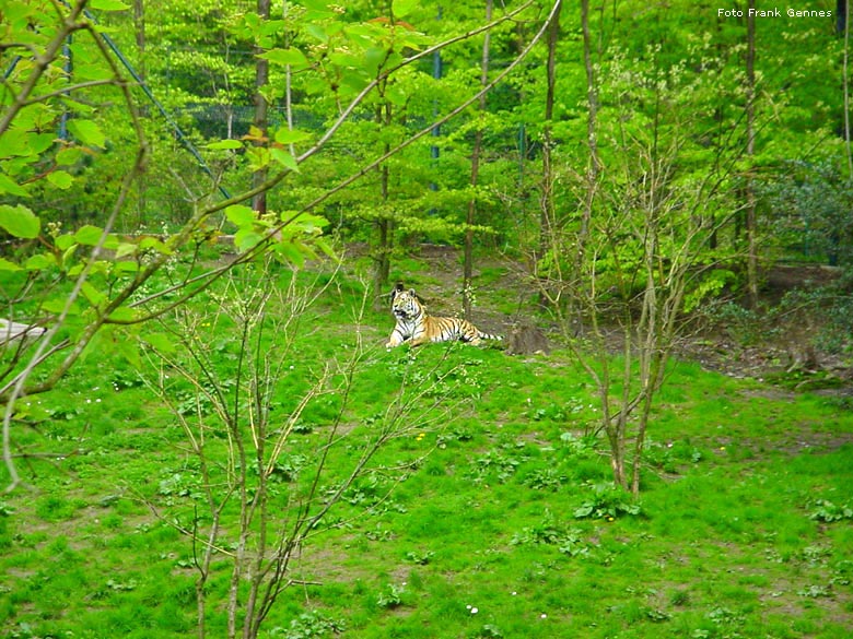 Sibirischer Tiger im Zoo Wuppertal im Mai 2008 (Foto Frank Gennes)