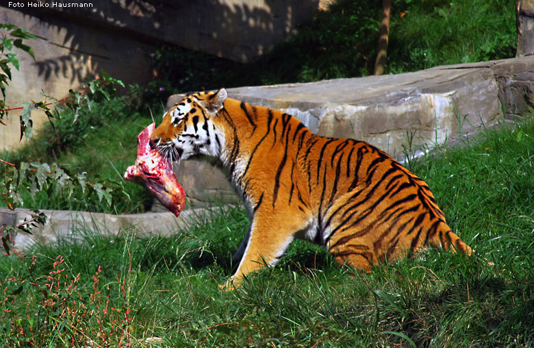 Sibirischer Tiger im Wuppertaler Zoo im Oktober 2008 (Foto Heiko Hausmann)