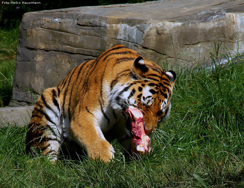 Sibirischer Tiger im Zoo Wuppertal im Oktober 2008 (Foto Heiko Hausmann)