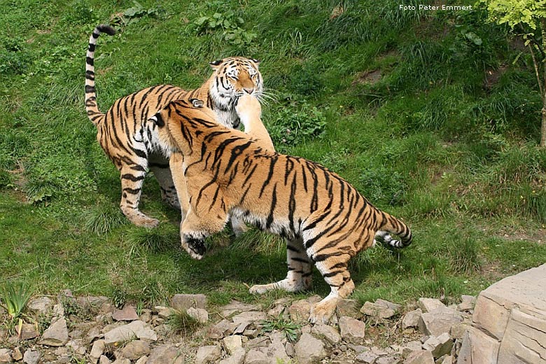 Sibirische Tiger im Wuppertaler Zoo im August 2008 (Foto Peter Emmert)