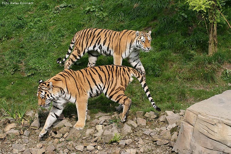 Sibirischer Tiger im Zoo Wuppertal im August 2008 (Foto Peter Emmert)