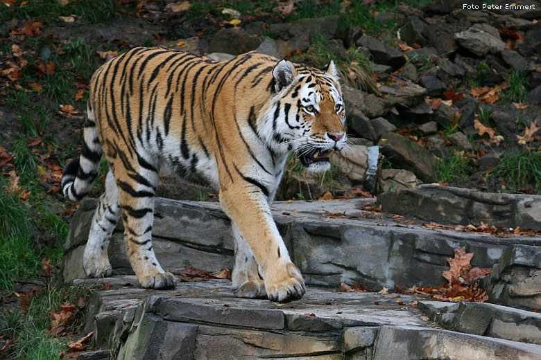 Sibirischer Tiger im Wuppertaler Zoo im Oktober 2008 (Foto Peter Emmert)
