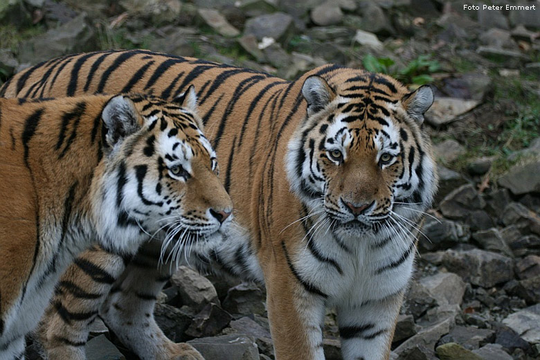 Sibirische Tiger im Zoologischen Garten Wuppertal im November 2008 (Foto Peter Emmert)