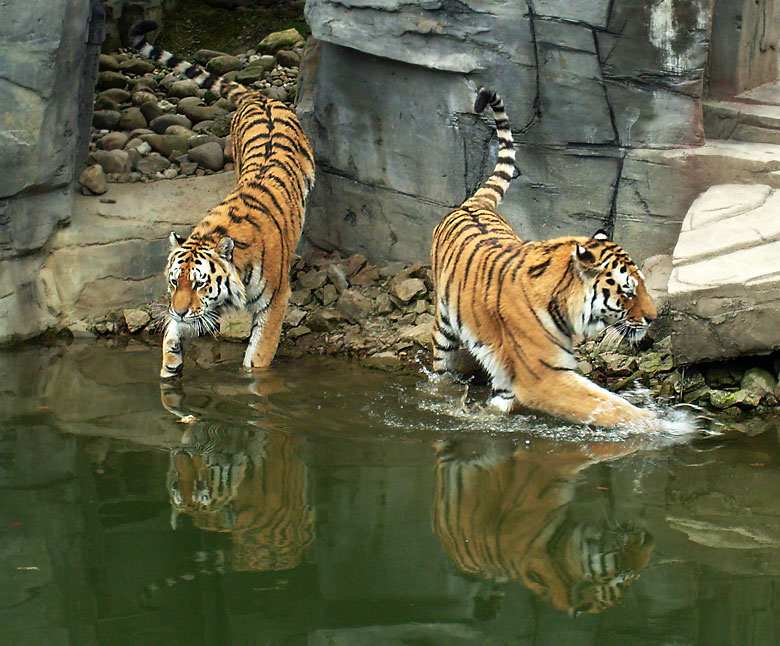 Sibirische Tiger im Zoologischen Garten Wuppertal im April 2009