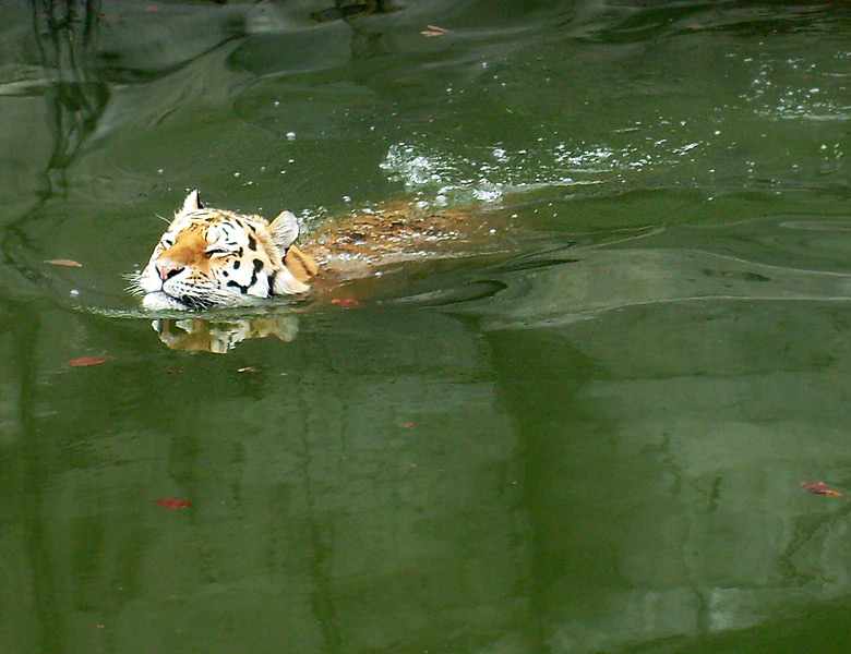 Sibirischer Tiger im Zoo Wuppertal im April 2009