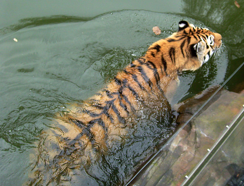 Sibirischer Tiger im Zoologischen Garten Wuppertal im April 2009