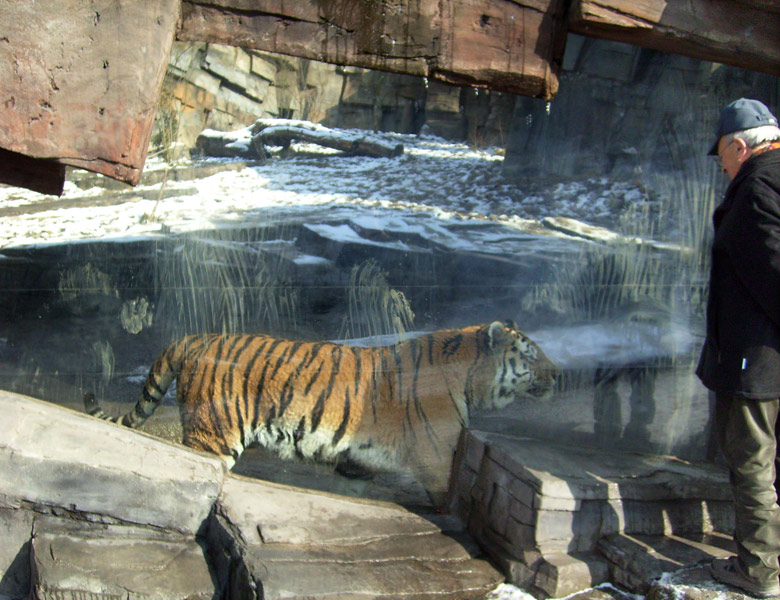 Sibirischer Tiger im Zoo Wuppertal im Februar 2009