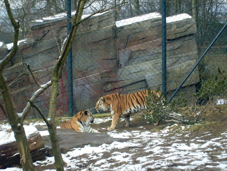 Sibirische Tiger im Wuppertaler Zoo im Februar 2009