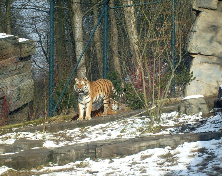 Sibirische Tiger im Zoo Wuppertal im Februar 2009