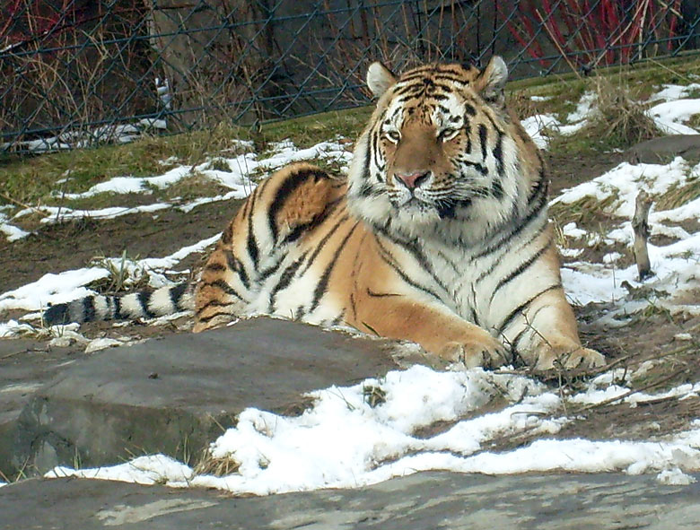 Sibirischer Tiger im Wuppertaler Zoo im Februar 2009