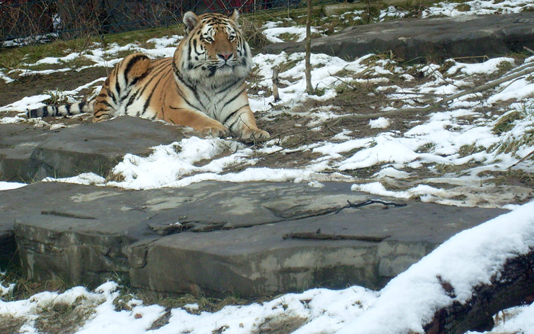 Sibirischer Tiger im Zoo Wuppertal im Februar 2009