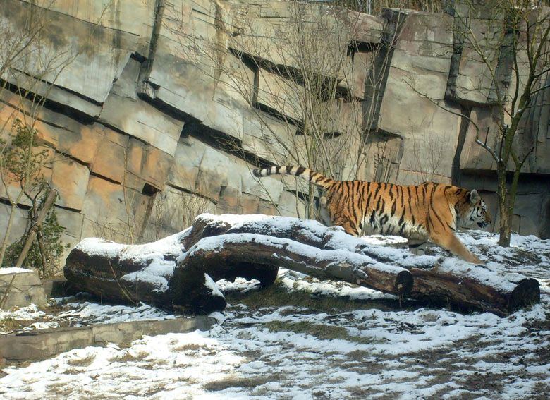 Sibirischer Tiger im Wuppertaler Zoo im Februar 2009