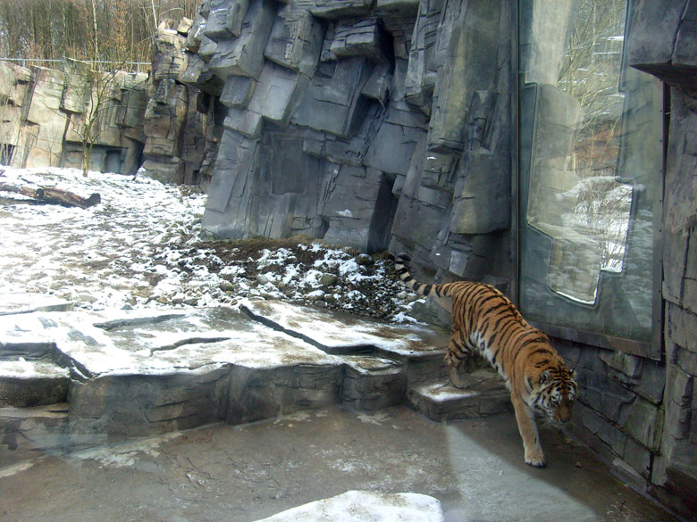 Sibirischer Tiger im Zoologischen Garten Wuppertal im Februar 2009