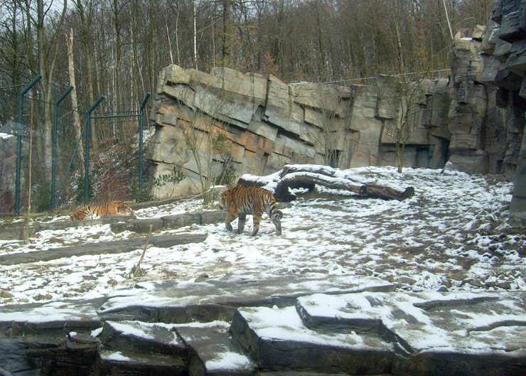 Sibirische Tiger im Wuppertaler Zoo im Februar 2009