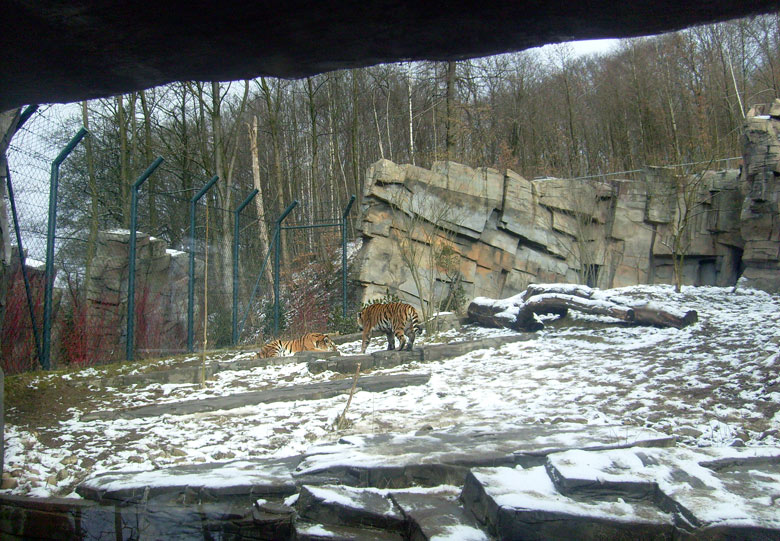 Sibirische Tiger im Zoo Wuppertal im Februar 2009