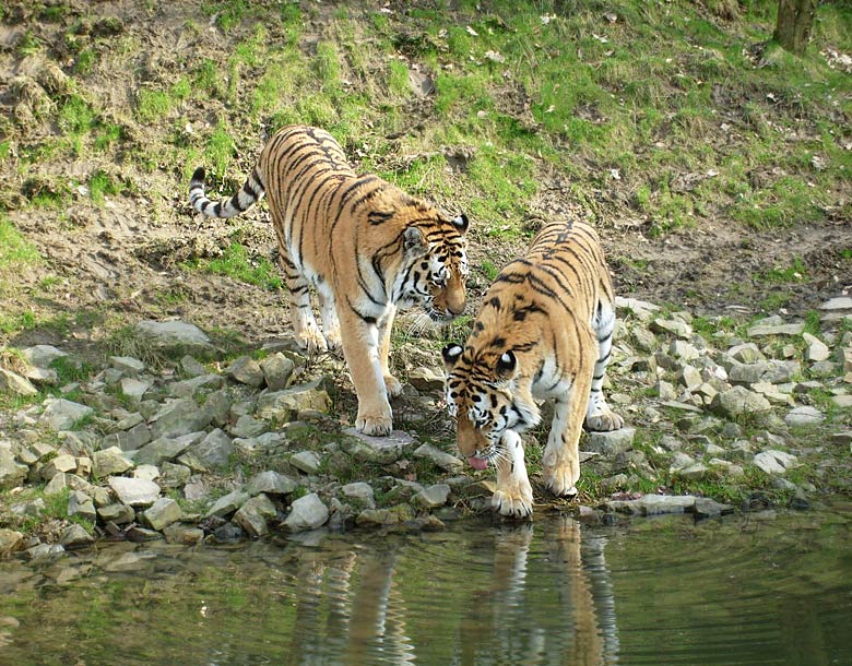 Sibirische Tiger im Zoologischen Garten Wuppertal im März 2009