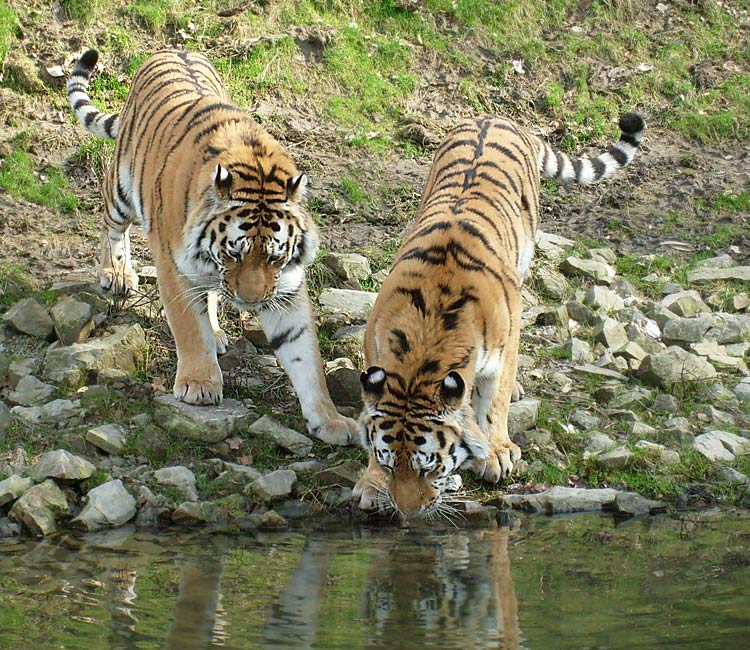 Sibirische Tiger im Wuppertaler Zoo im März 2009