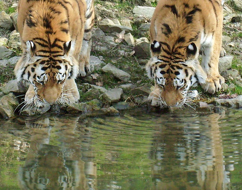 Sibirische Tiger im Zoologischen Garten Wuppertal im März 2009