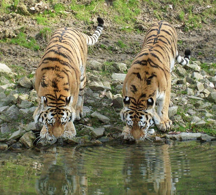 Sibirische Tiger im Zoo Wuppertal im März 2009