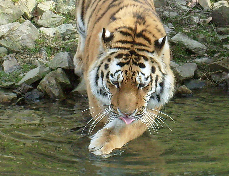 Sibirischer Tiger im Zoo Wuppertal im März 2009