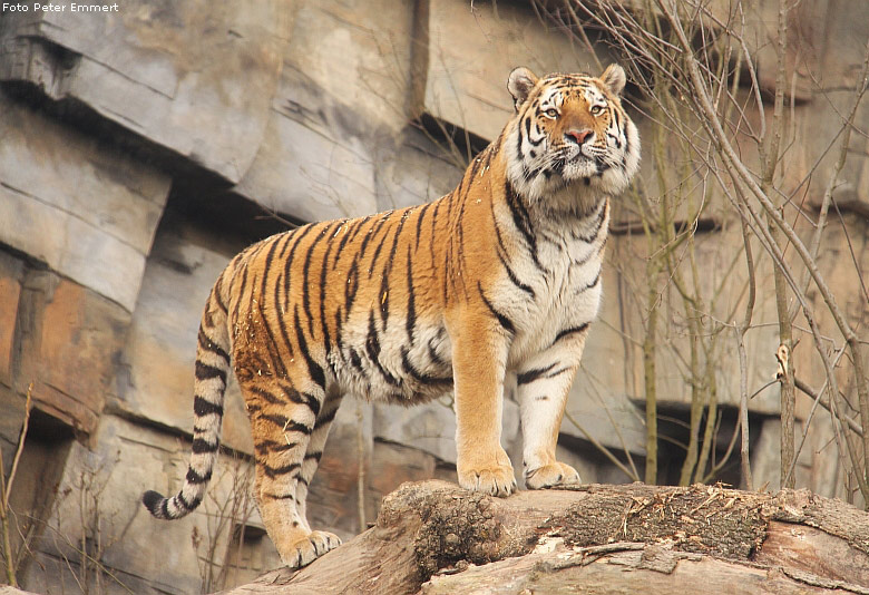 Sibirischer Tiger im Wuppertaler Zoo im Februar 2009 (Foto Peter Emmert)