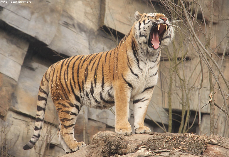 Sibirischer Tiger im Zoo Wuppertal im Februar 2009 (Foto Peter Emmert)