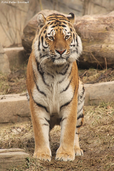 Sibirischer Tiger im Zoologischen Garten Wuppertal im Februar 2009 (Foto Peter Emmert)