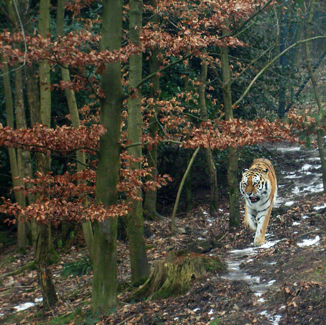 Sibirischer Tiger im Wuppertaler Zoo am 23. Januar 2010