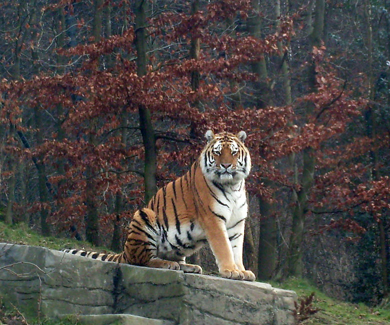 Sibirischer Tiger im Zoologischen Garten Wuppertal am 23. Januar 2010