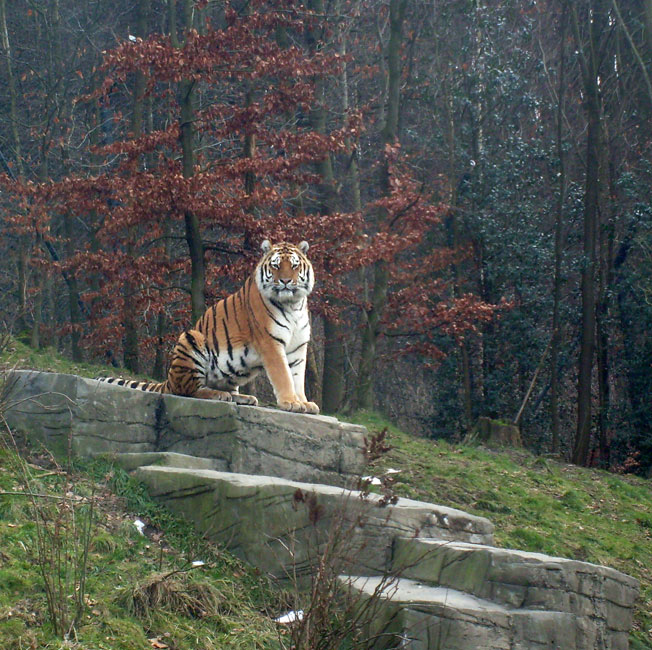 Sibirischer Tiger im Zoo Wuppertal am 23. Januar 2010