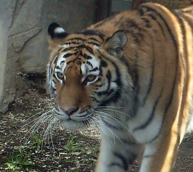 Sibirische Tigerin Mymoza im Zoo Wuppertal am 31. März 2010