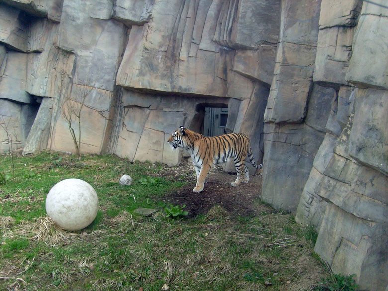 Sibirische Tigerkatze Mymoza im Wuppertaler Zoo am 31. März 2010