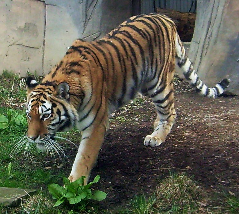 Sibirische Tigerkatze Mymoza im Wuppertaler Zoo am 31. März 2010