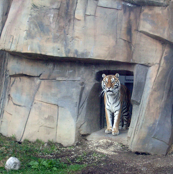 Sibirische Tigerin Mymoza im Wuppertaler Zoo am 31. März 2010