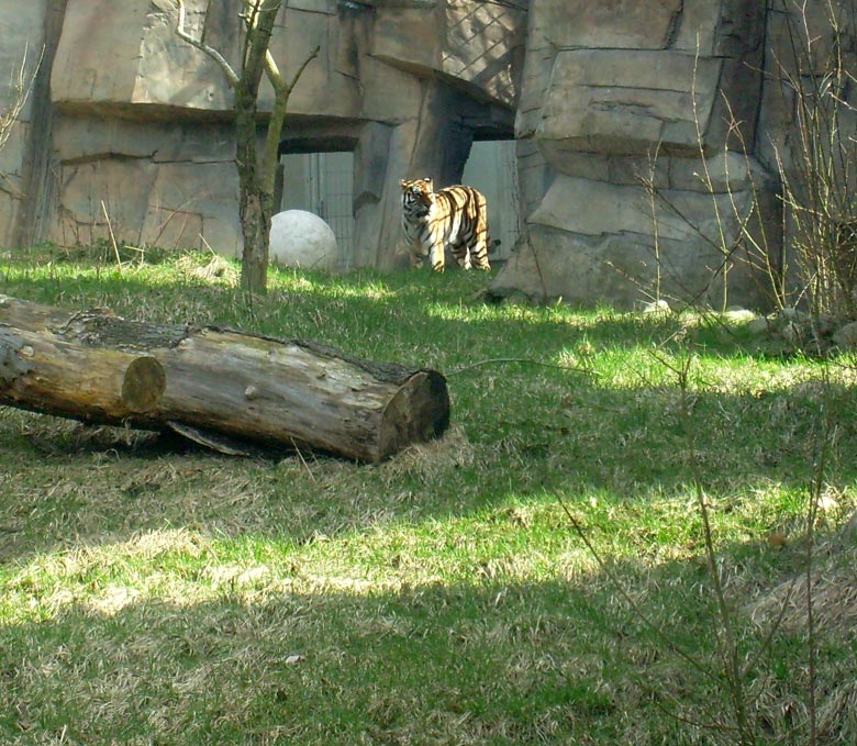 Sibirische Tigerin Mymoza im Zoo Wuppertal am 31. März 2010