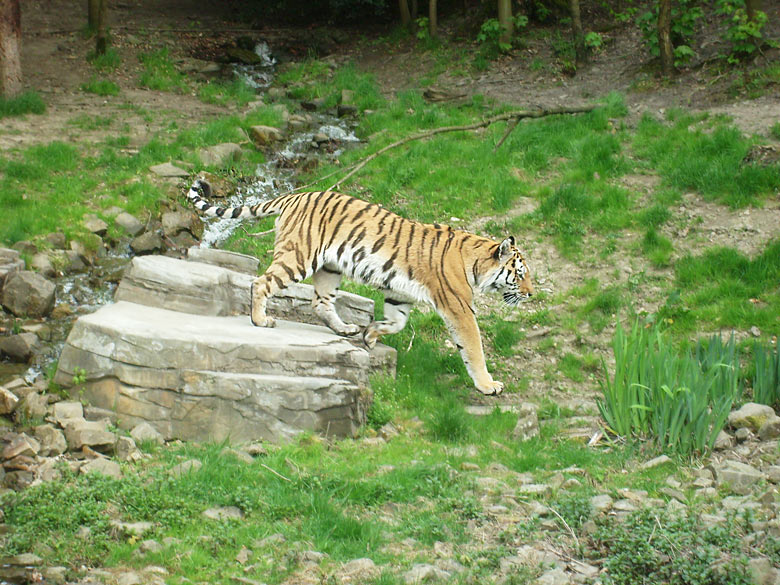 Sibirischer Tiger im Wuppertaler Zoo am 30. April 2010