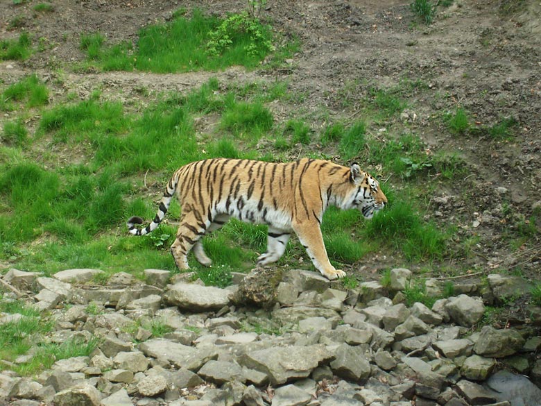 Sibirischer Tiger im Zoo Wuppertal am 30. April 2010